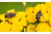 Stomorhina lunata