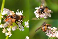 Tachina fera