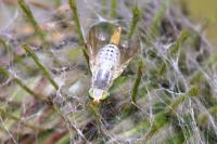 Terellia longicauda