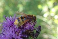 Volucella zonaria