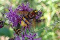 Volucella zonaria