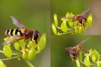 Eupeodes corollae