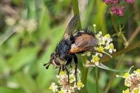 Tachina fera