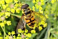 Myathropa florea
