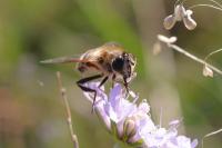 Eristalis tenax