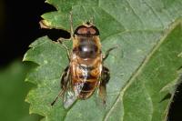 Eristalis tenax