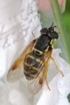 Chrysotoxum festivum