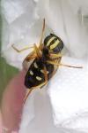 Chrysotoxum festivum