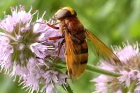 Volucella zonaria