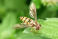 Episyrphus balteatus