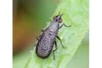 Coremacera marginata
