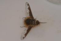 Bombylius major