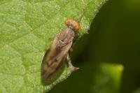 Opomyza germinationis/petrei