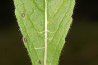 Ophiomyia beckeri
