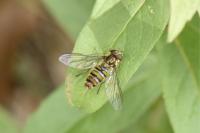 Episyrphus balteatus