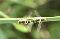 Sphaerophoria scripta