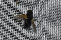 Mesembrina meridiana