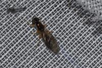 Sargus bipunctatus