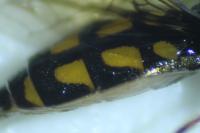 Melanostoma