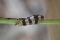 Ceroxys urticae