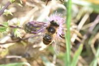 Eristalis tenax