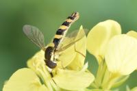 Sphaerophoria scripta