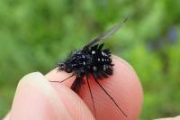 Bombylella atra