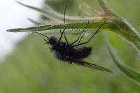 Bombylella atra