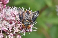 Phasia hemiptera