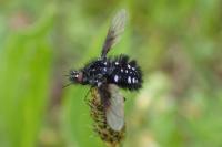 Bombylella atra