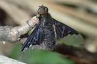 Hemipenthes morio