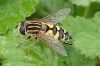 Helophilus