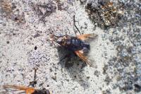 Mesembrina meridiana