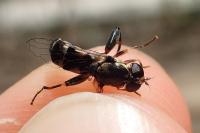 Syritta pipiens
