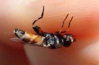 Syritta pipiens