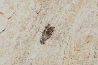 Callopistromyia annulipes