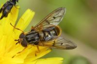Ferdinandea cuprea