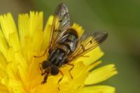 Ferdinandea cuprea
