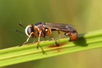 Physocephala vittata