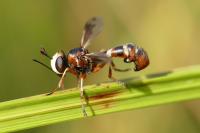 Physocephala vittata