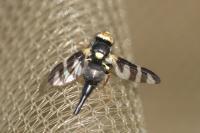 Urophora quadrifasciata