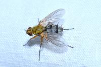 Dexiosoma caninum