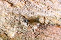 Medetera