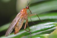 Empis stercorea