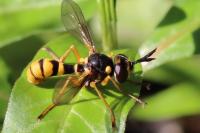 Leopoldius coronatus