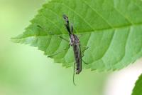 Aedes geniculatus