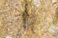 Aedes geniculatus