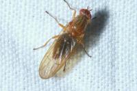 Dryomyza flaveola