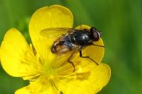 Musca autumnalis