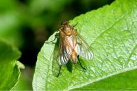 Rhagio tringarius